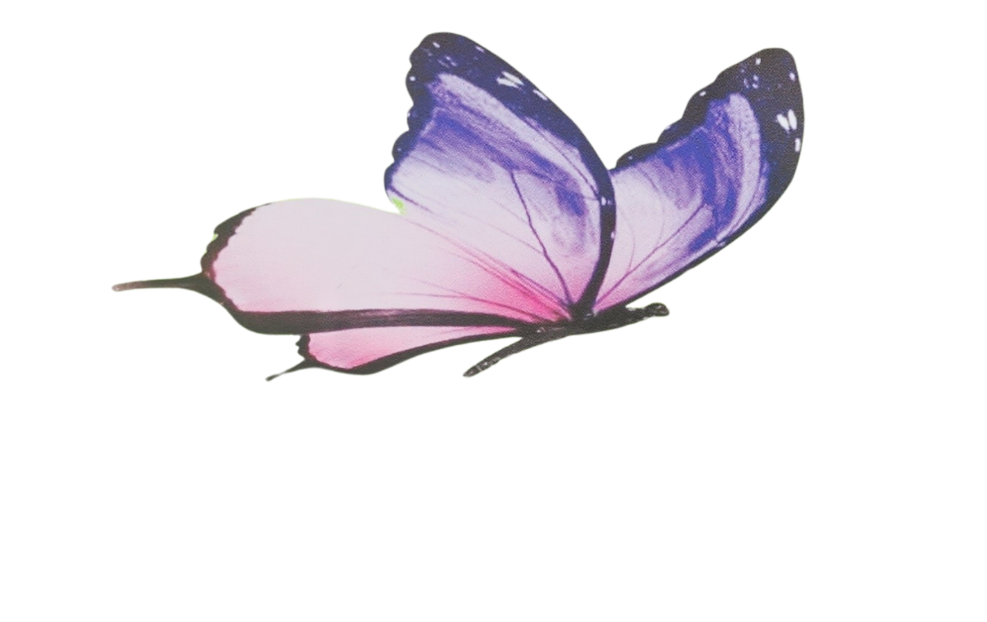 Janice's Maintenance Care Landscaping Logo White