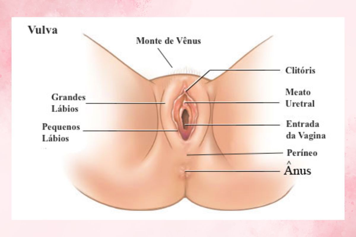 partes-da-vulva-dra-juliana-ribeiro-ginecologista-sao-paulo