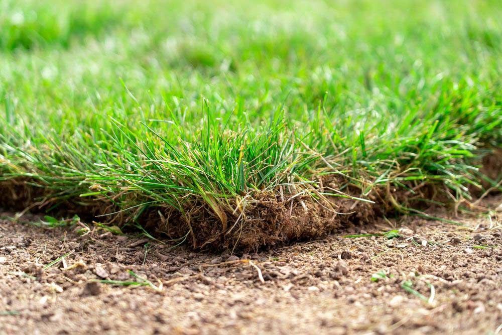 Corner Edge Of Newly Laid Turf Grass At The Landscaping Site — Aussie Turf Supplies In Port Macquarie NSW