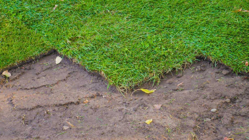 Half Installed Lawn — Aussie Turf Supplies In Newcastle NSW