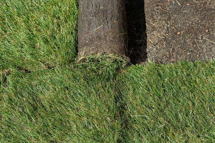 Grass Turf Ready To Be Used For Gardening — Aussie Turf Supplies In Port Macquarie NSW