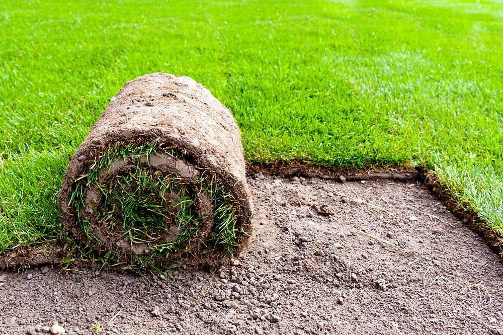 Unrolling New Grass Roll — Aussie Turf Supplies In Newcastle NSW