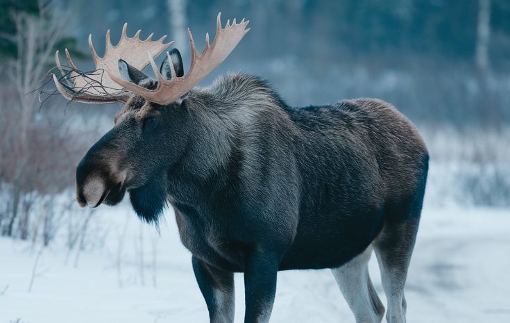 Moose standing in snowy forest, with large antlers and dark fur.