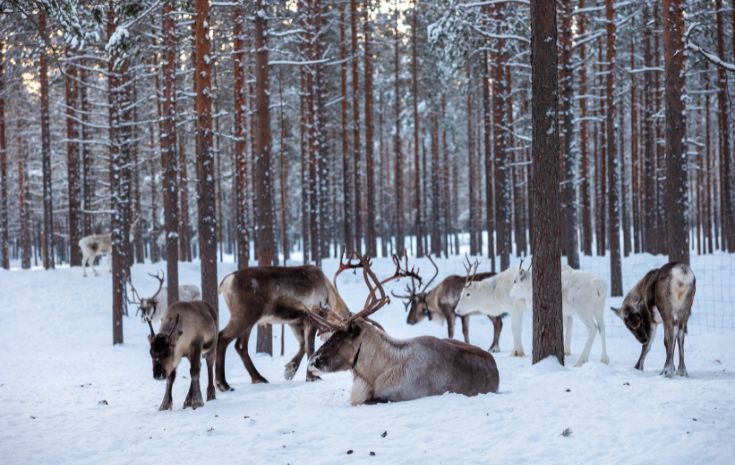 Reindeer standing and resting in a snowy pine forest