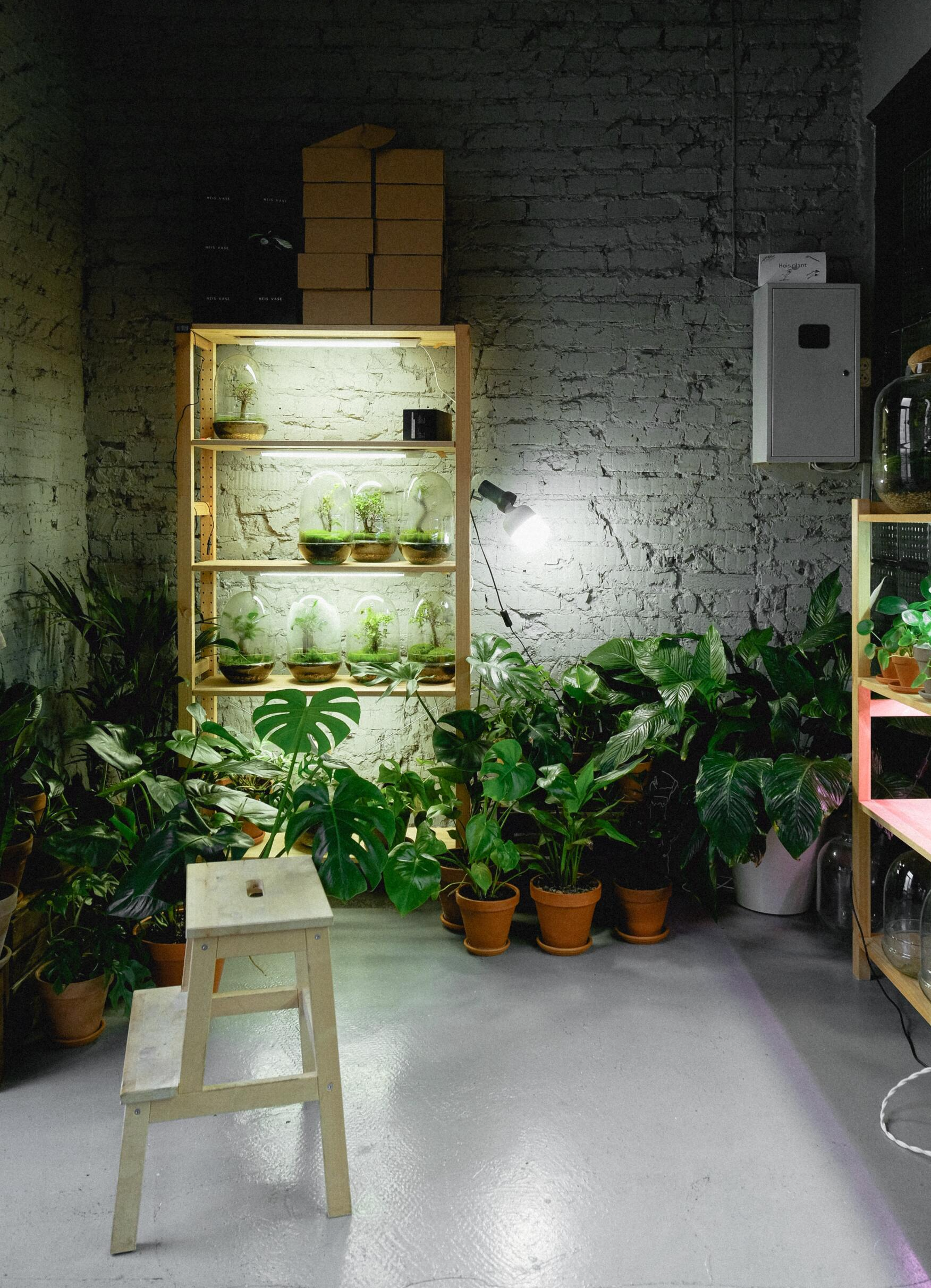 plants on concrete floor