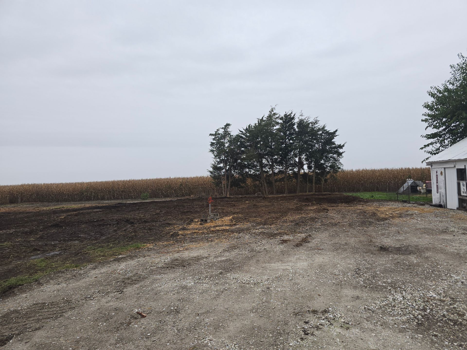 Gravel driveway beside a cornfield under an overcast sky, with a small tree and white building at right.