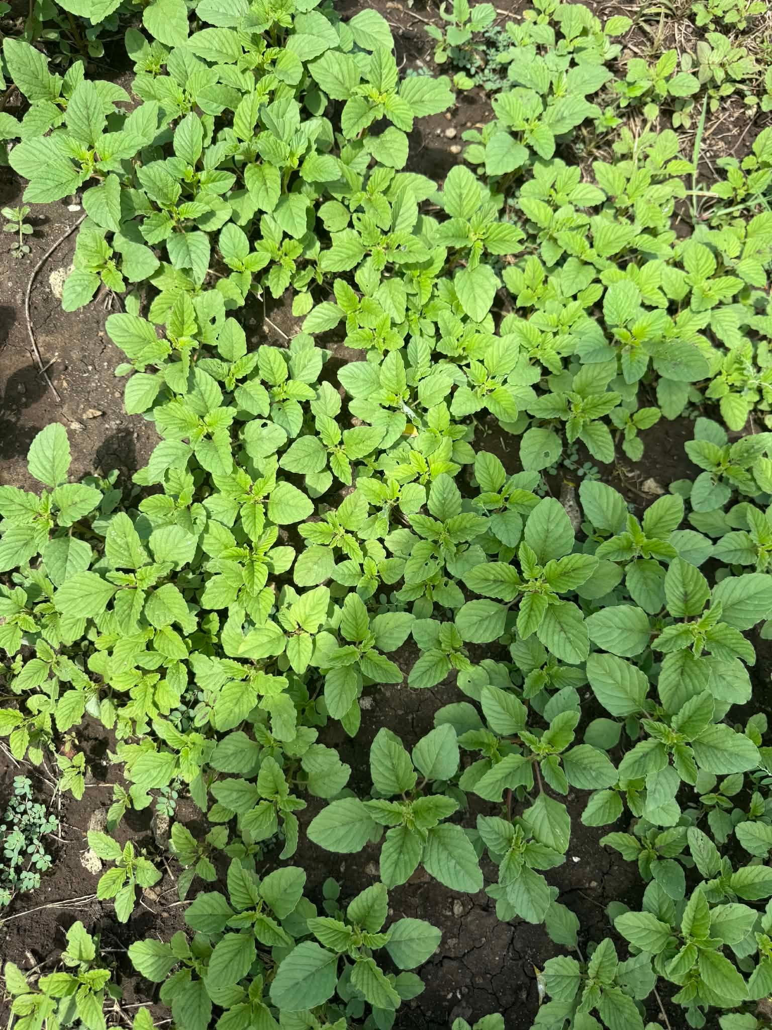 Dense patch of small green seedlings growing in dark soil