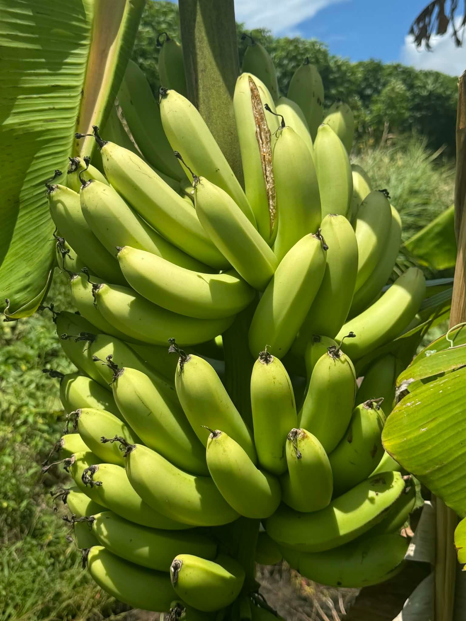 A bunch of green bananas hanging on a plant in a sunny tropical setting.