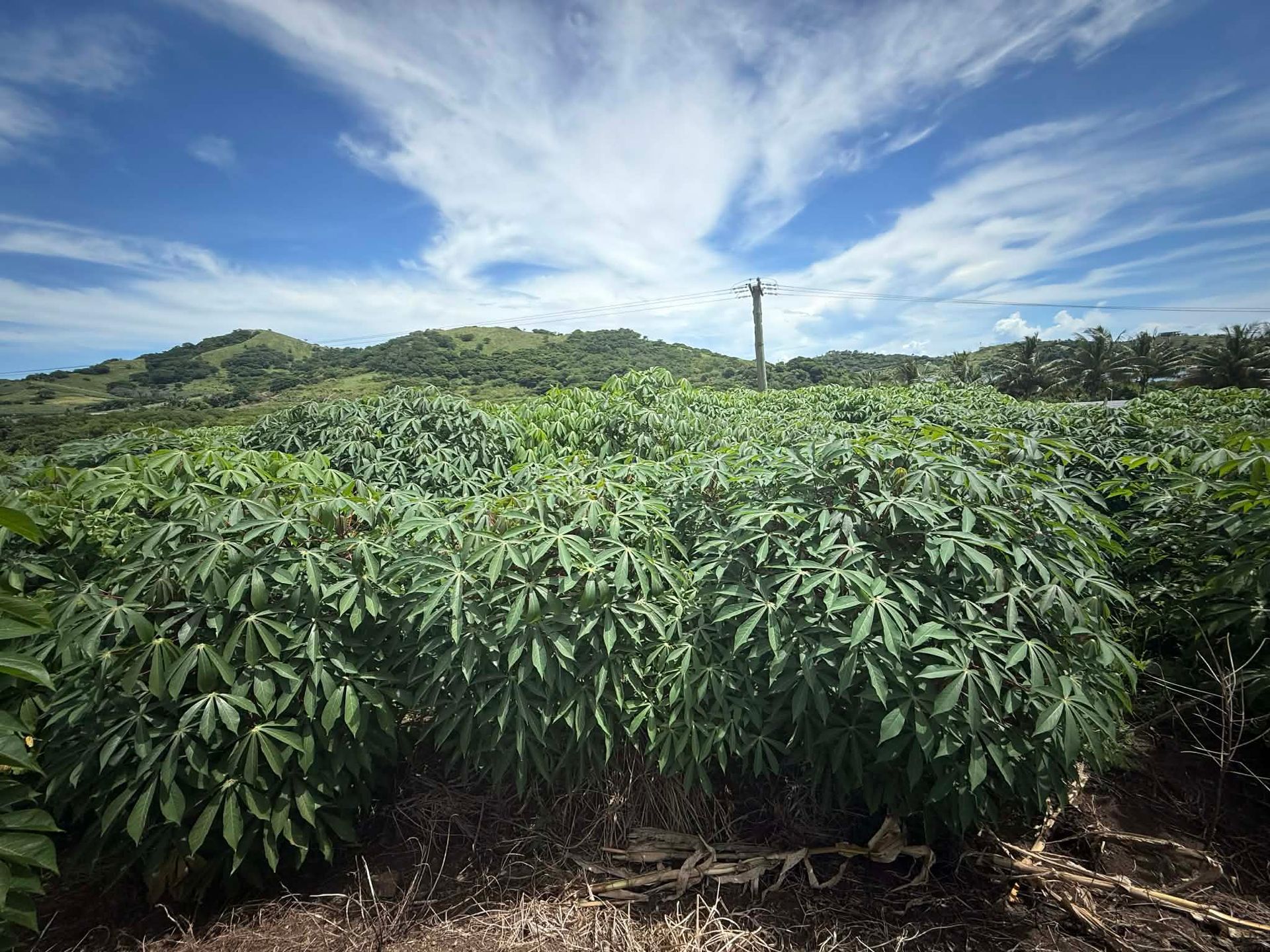 Dense cassava field under a bright blue sky with hills in the background