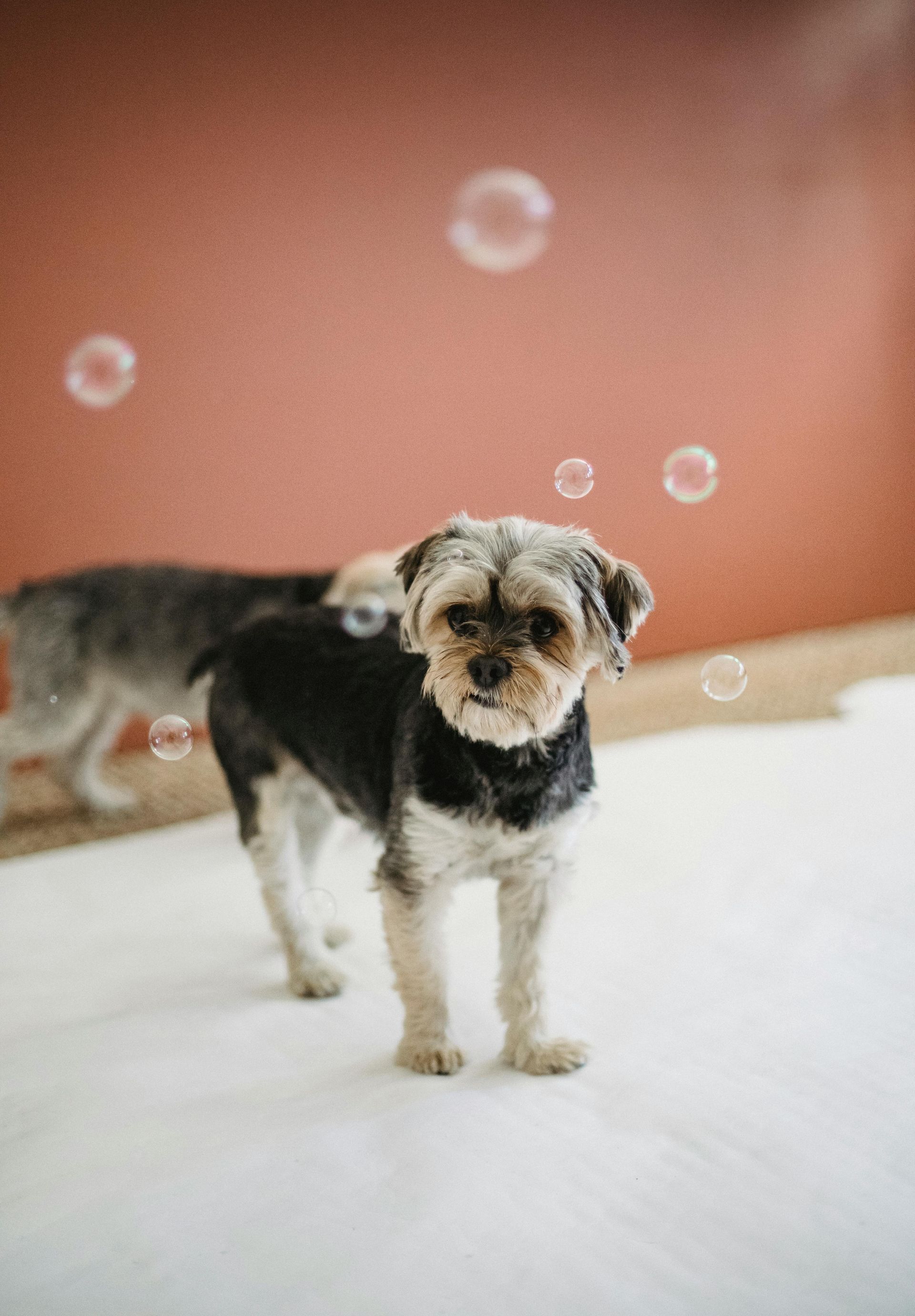 Small black-and-tan dog standing on a white floor with floating bubbles against a pink wall