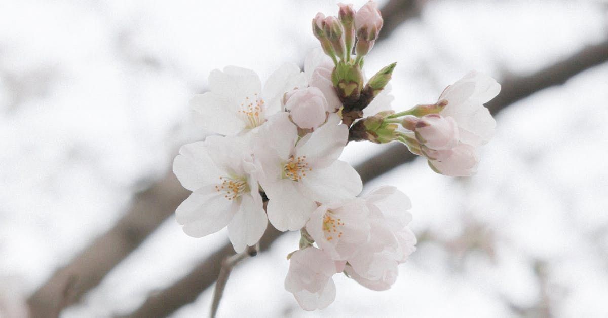 White cherry blossoms blooming on a branch against a blurred, bright background.