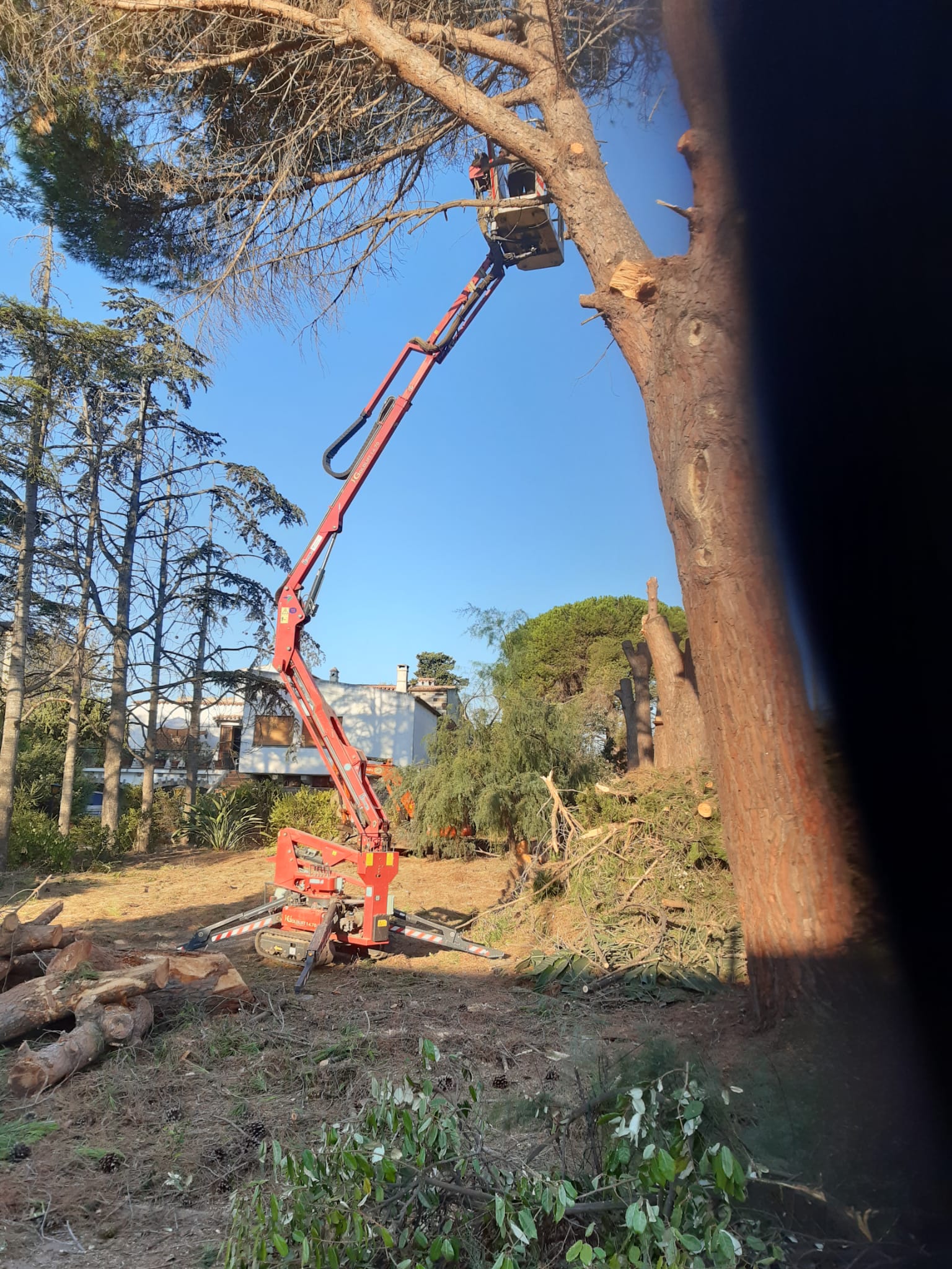 Un albero potato da una persona a bordo di un ascensore rosso sullo sfondo di un cielo blu.