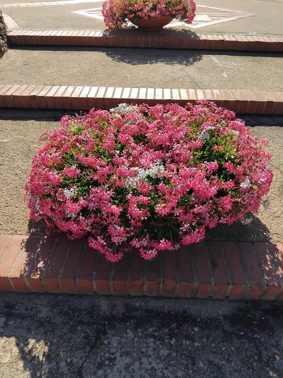 Gerani rosa in una fioriera di mattoni sui gradini, la luce del sole proietta ombre.
