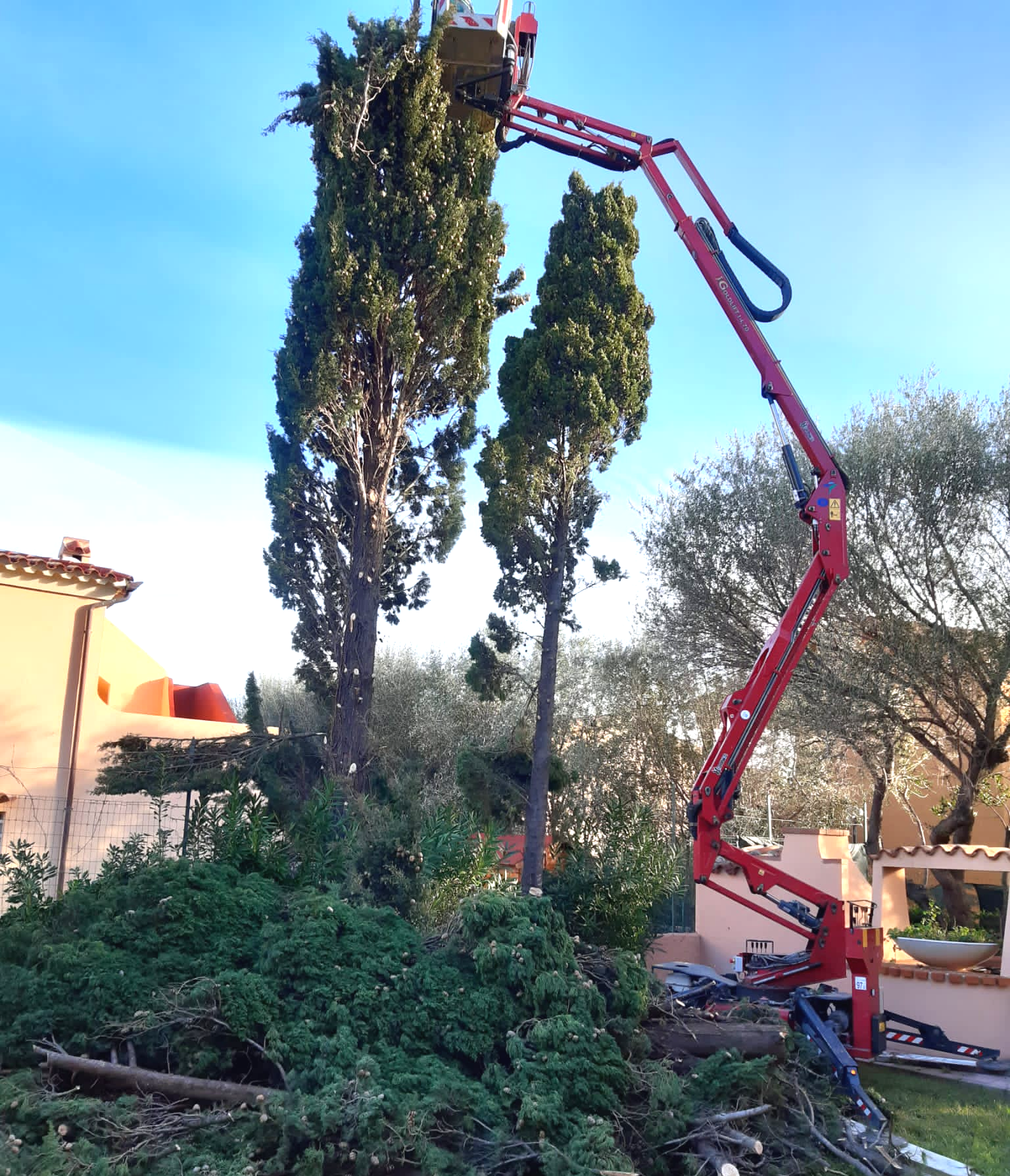 Ascensore rosso che pota un alto albero verde; rami tagliati a terra, cielo azzurro sullo sfondo.