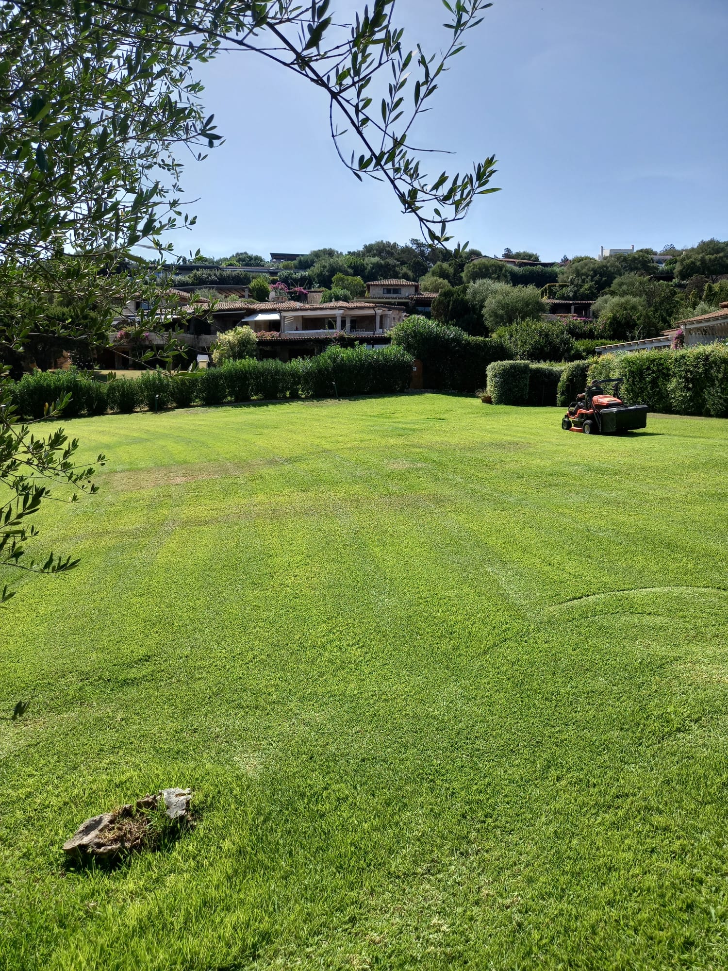 Tosaerba che taglia l'erba in un campo verde e soleggiato, con siepi, alberi ed edifici sullo sfondo.