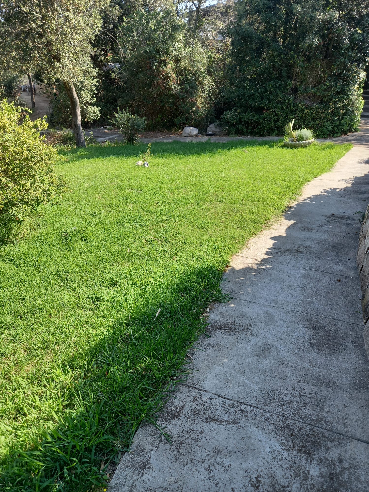 Prato verde accanto a un sentiero in cemento, con alberi e arbusti sullo sfondo.