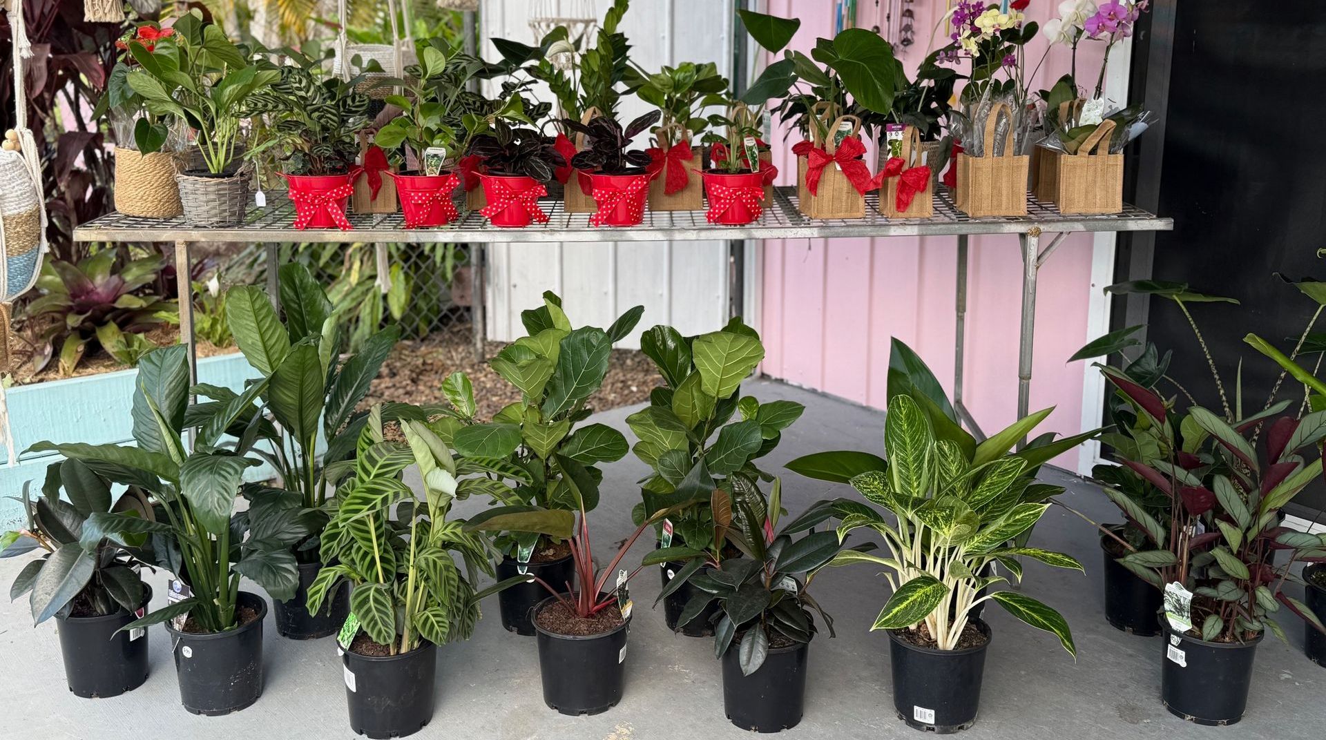 A Colourful bunch of green plants And Flowers are sitting on top of a rug — Ivy & Ash Flowers & Gifts in Palmview, QLD