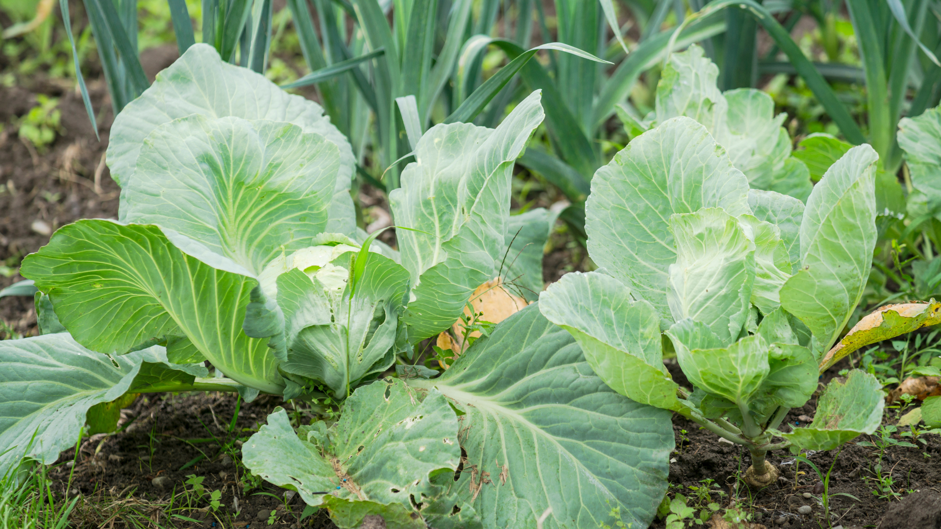 A close up of a cabbage plant in a garden.