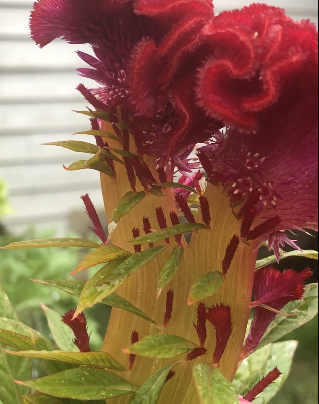 A close up of a plant with red flowers and green leaves