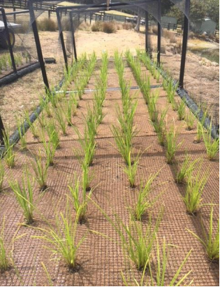 Rows of young green plants growing in a raised garden bed enclosed by black mesh fencing.