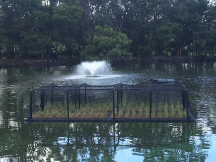 Floating plant raft in a pond with a water fountain and trees in the background