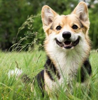 Happy corgi standing in green grass, facing the camera with a grassy background