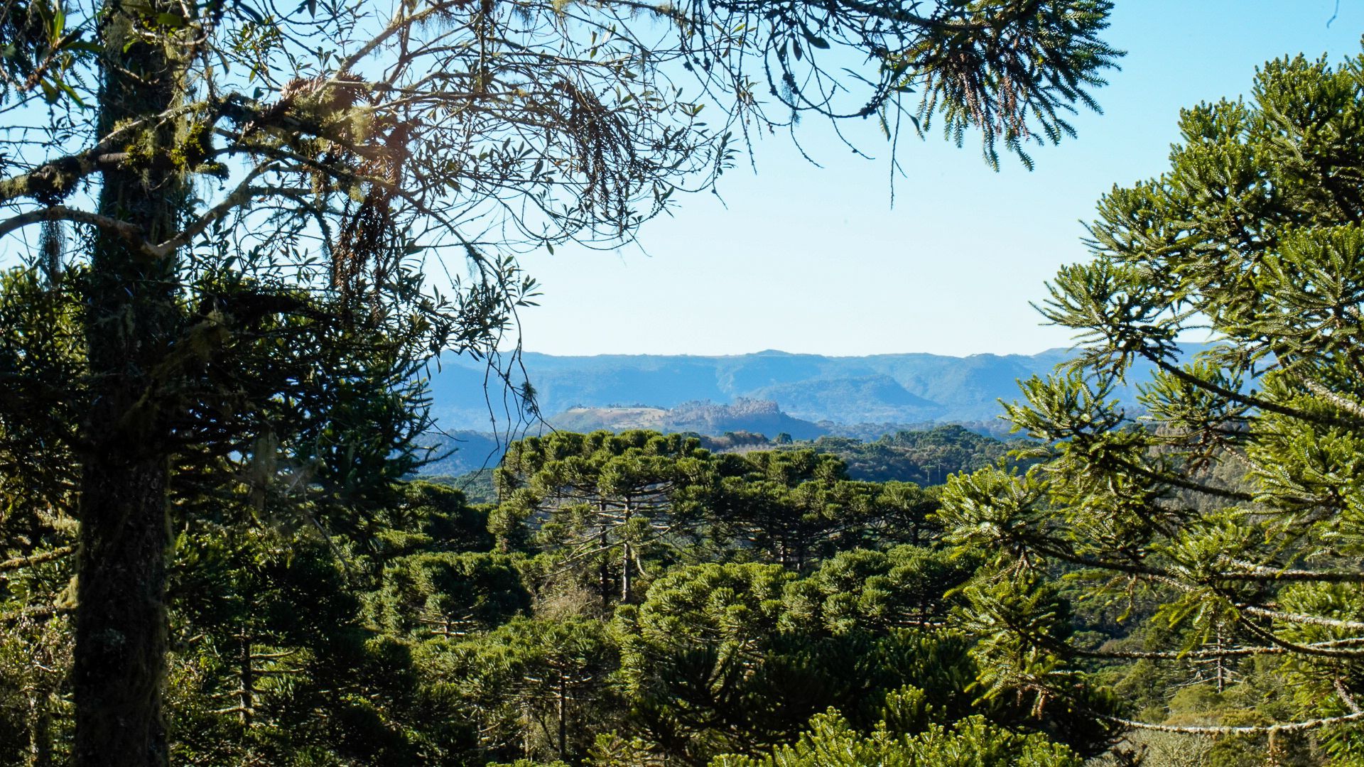 Vista de uma cadeia de montanhas através de uma floresta de árvores verdes em um dia ensolarado.