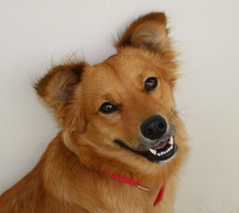 I WATCH PETS - Pet Sitting, Pet Walking, Pet Services