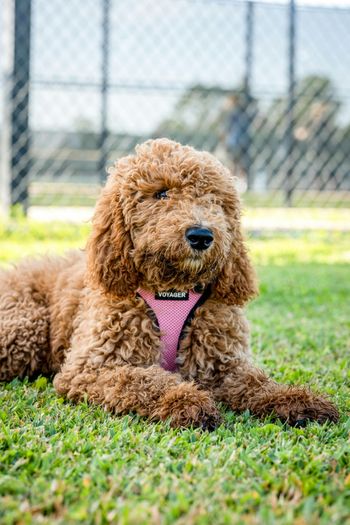 I WATCH PETS - Pet Sitting, Pet Walking, Pet Services