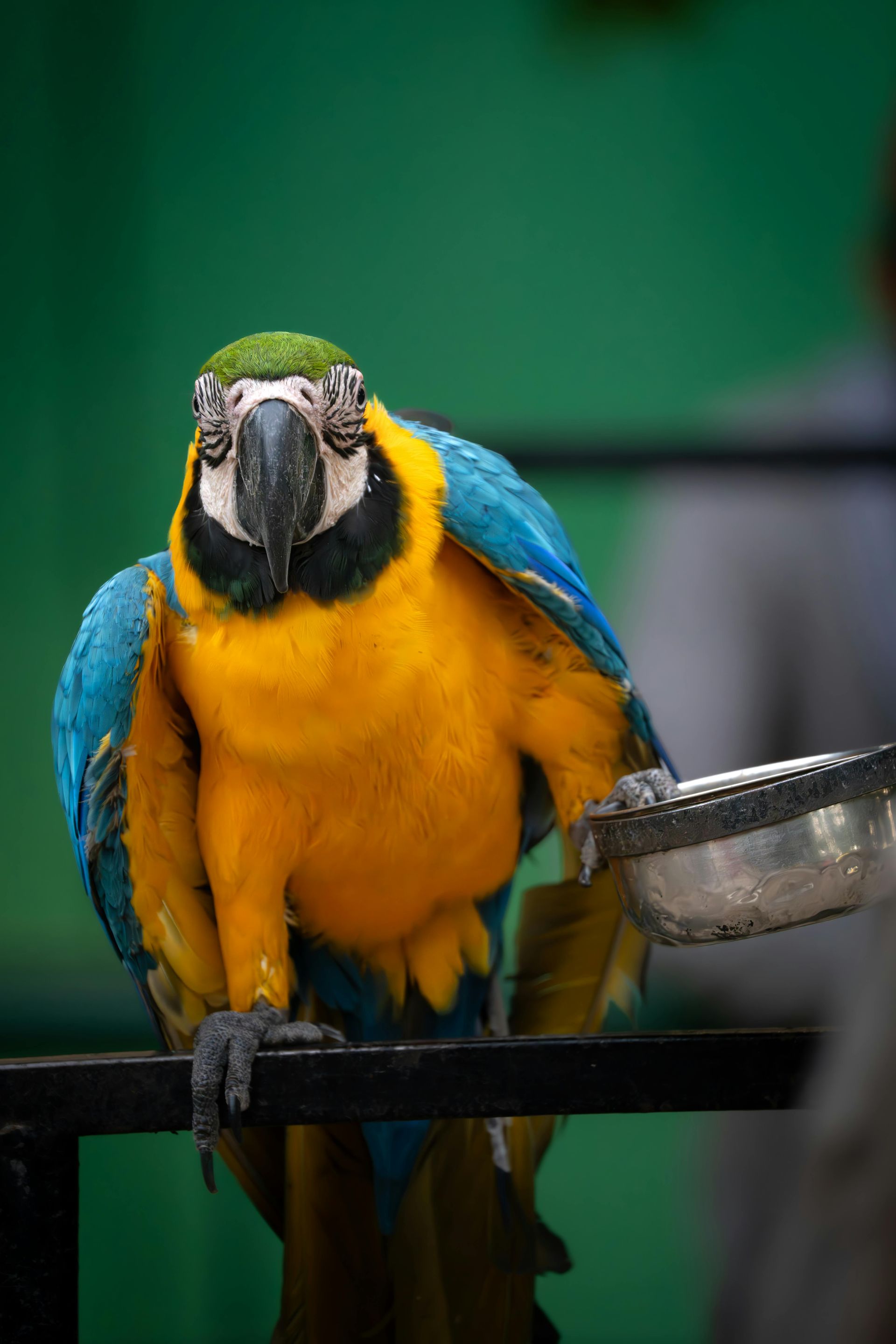 I WATCH PETS - Pet Sitting, Pet Walking, Pet Services