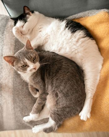 I WATCH PETS - Pet Sitting, Pet Walking, Pet Services