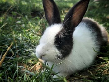 I WATCH PETS - Pet Sitting, Pet Walking, Pet Services