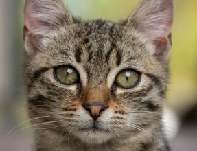 I WATCH PETS - Pet Sitting, Pet Walking, Pet Services