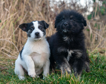 I WATCH PETS - Pet Sitting, Pet Walking, Pet Services