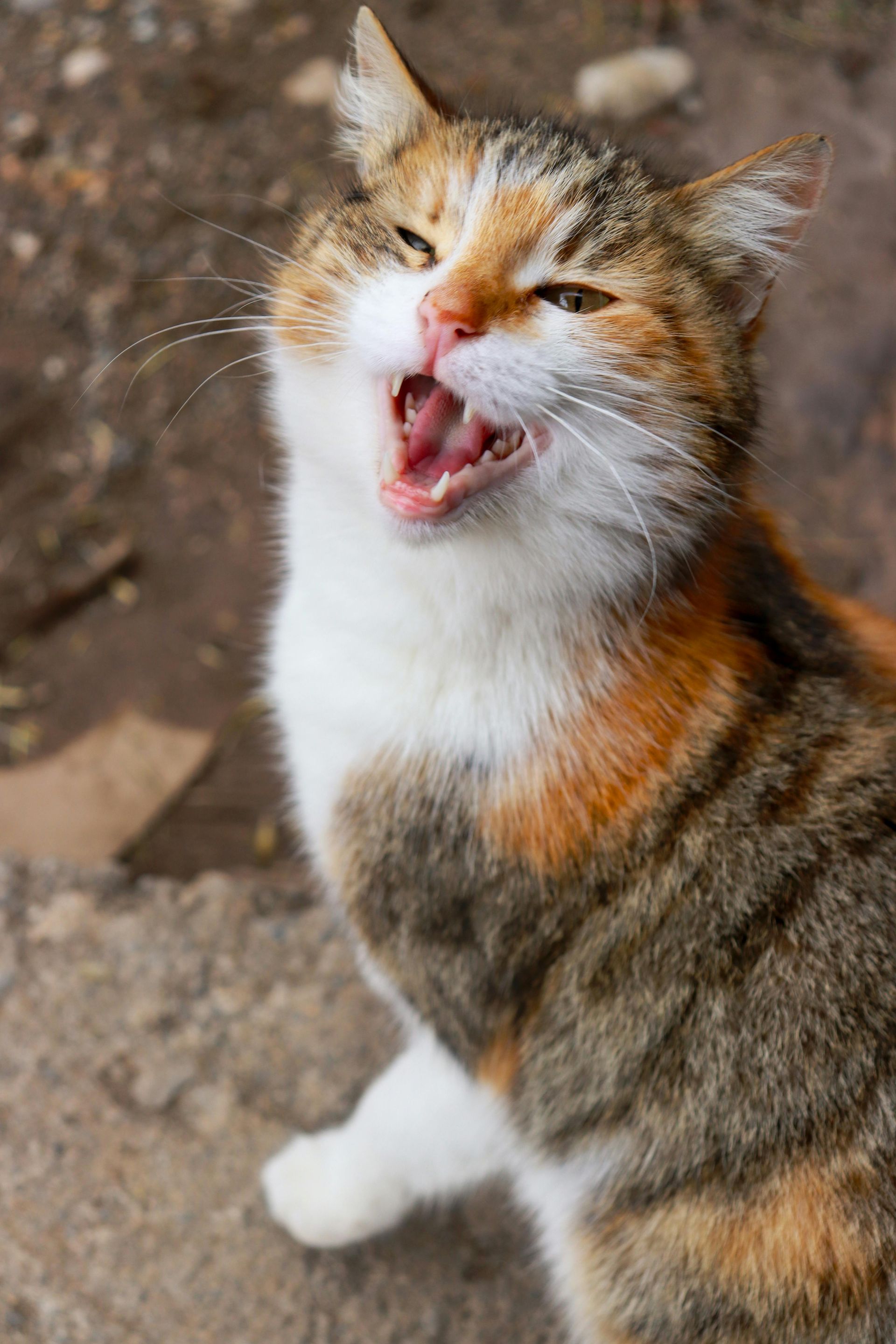 I WATCH PETS - Pet Sitting, Pet Walking, Pet Services