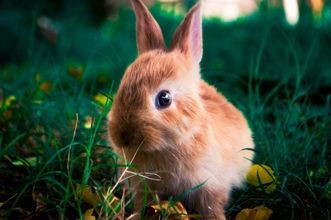 I WATCH PETS - Pet Sitting, Pet Walking, Pet Services