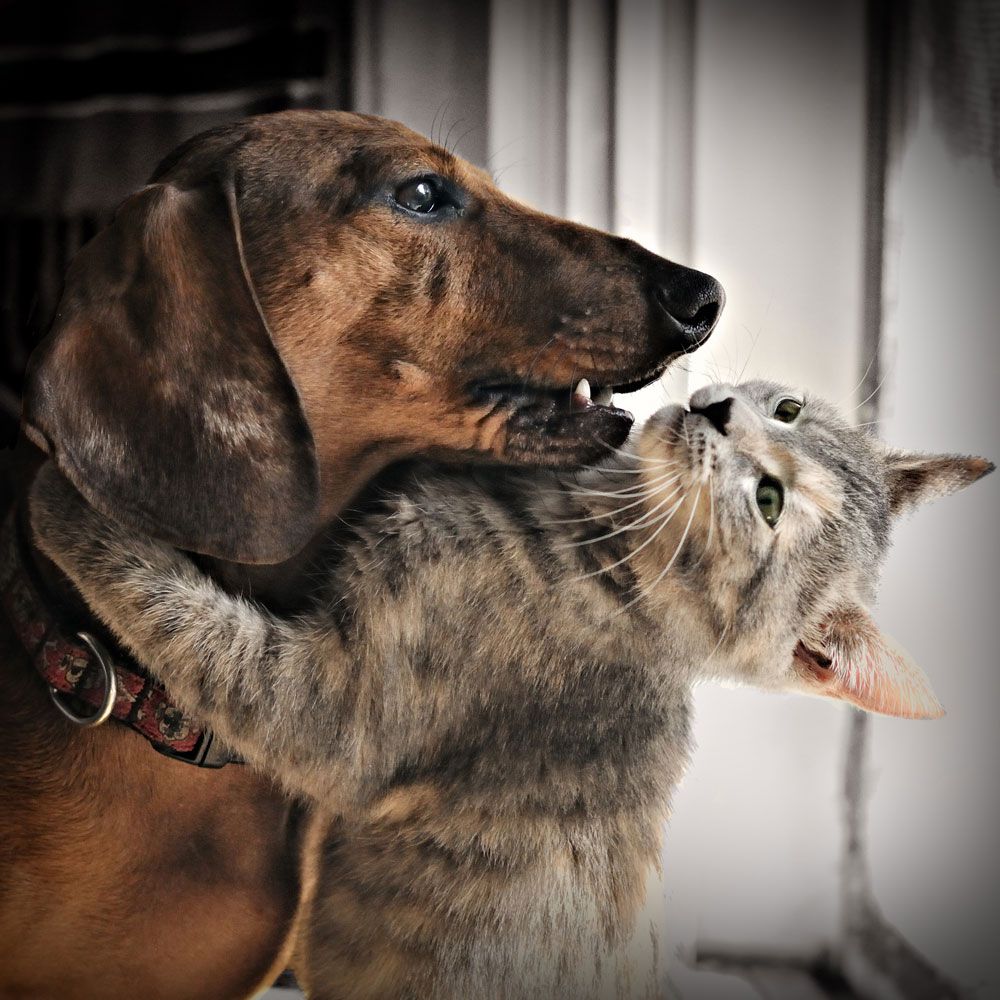 Cat Hugging the Dog - Eufaula, AL - Gardner Animal Hospital Cat Hugging the Dog - Eufaula, AL - Gardner Animal Hospital