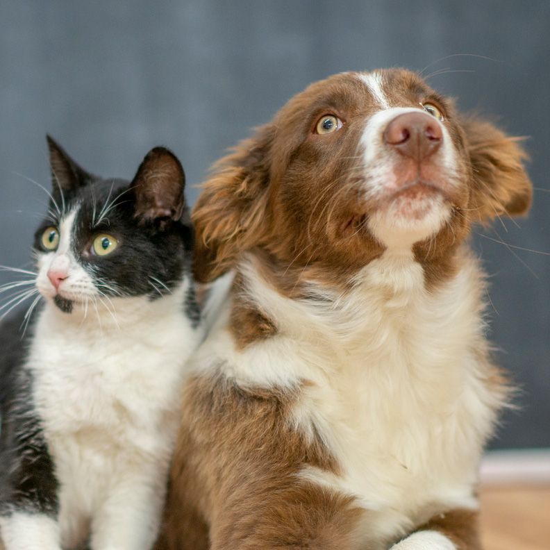Brown Dog and A Cat - Eufaula, AL - Gardner Animal Hospital Brown Dog and A Cat - Eufaula, AL - Gardner Animal Hospital