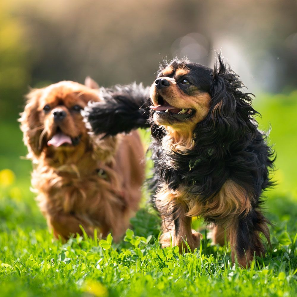 Two Dogs - Eufaula, AL - Gardner Animal Hospital