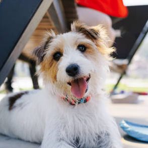 Dog - Eufaula, AL - Gardner Animal Hospital