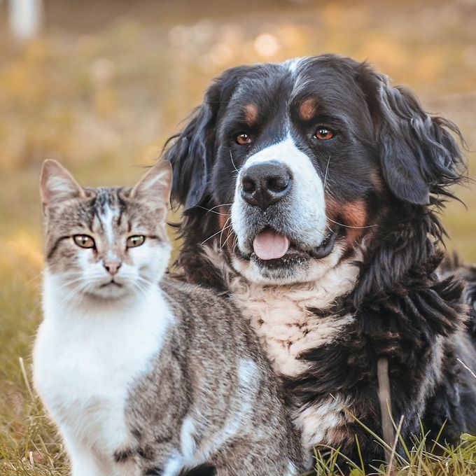 Dog and Cat Sitting in The Grass - Eufaula, AL - Gardner Animal Hospital Dog and Cat Sitting in The Grass - Eufaula, AL - Gardner Animal Hospital