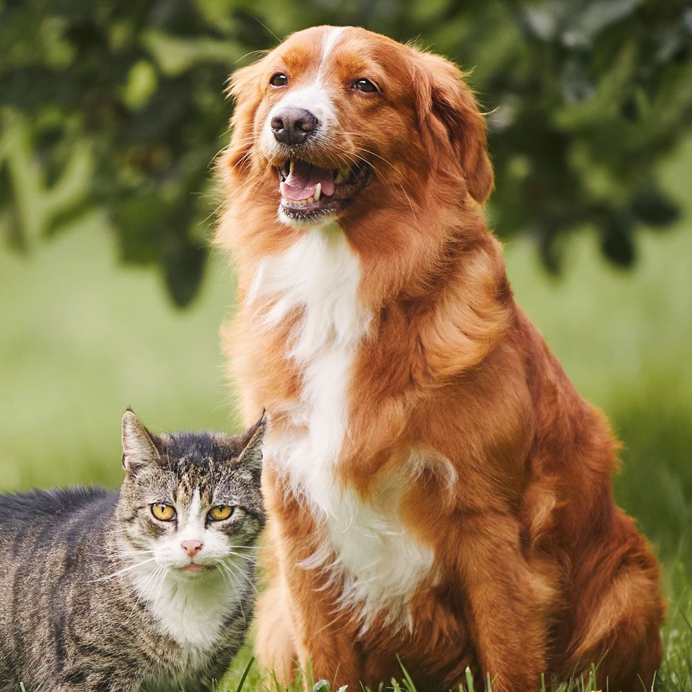Dog and Cat - Eufaula, AL - Gardner Animal Hospital