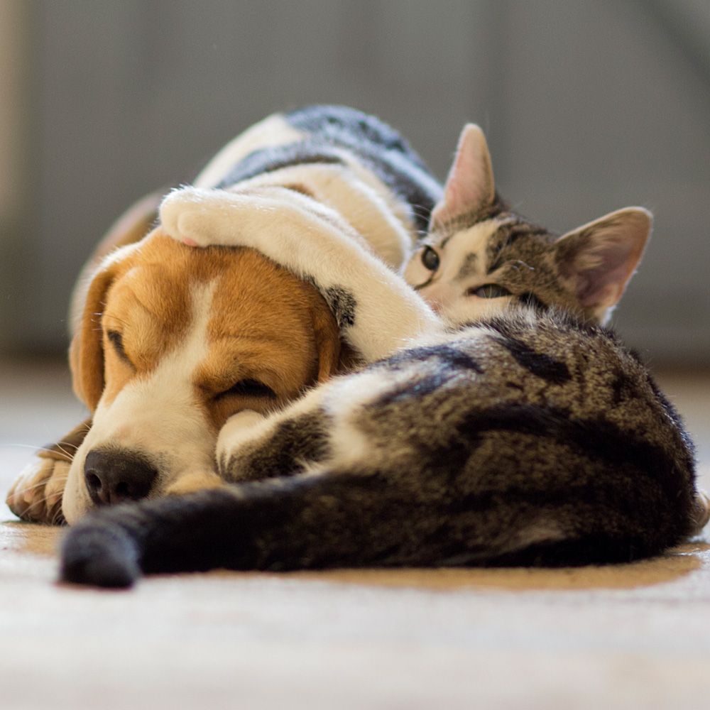 Sweet Cat and Dog - Eufaula, AL - Gardner Animal Hospital Sweet Cat and Dog - Eufaula, AL - Gardner Animal Hospital