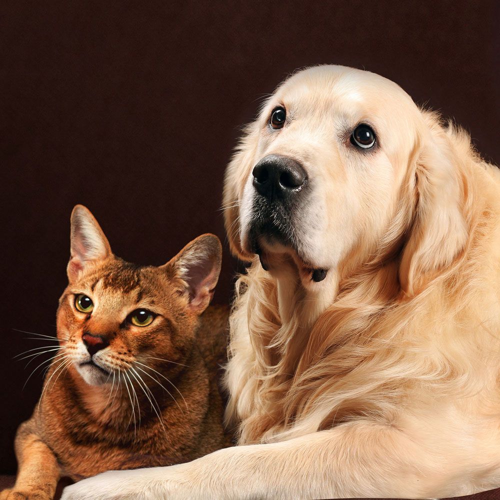 Cat and A Dog Sitting Side by Side - Eufaula, AL - Gardner Animal Hospital Cat and A Dog Sitting Side by Side - Eufaula, AL - Gardner Animal Hospital