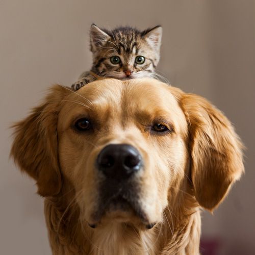 Cat and Dog - Eufaula, AL - Gardner Animal Hospital Cat and Dog - Eufaula, AL - Gardner Animal Hospital