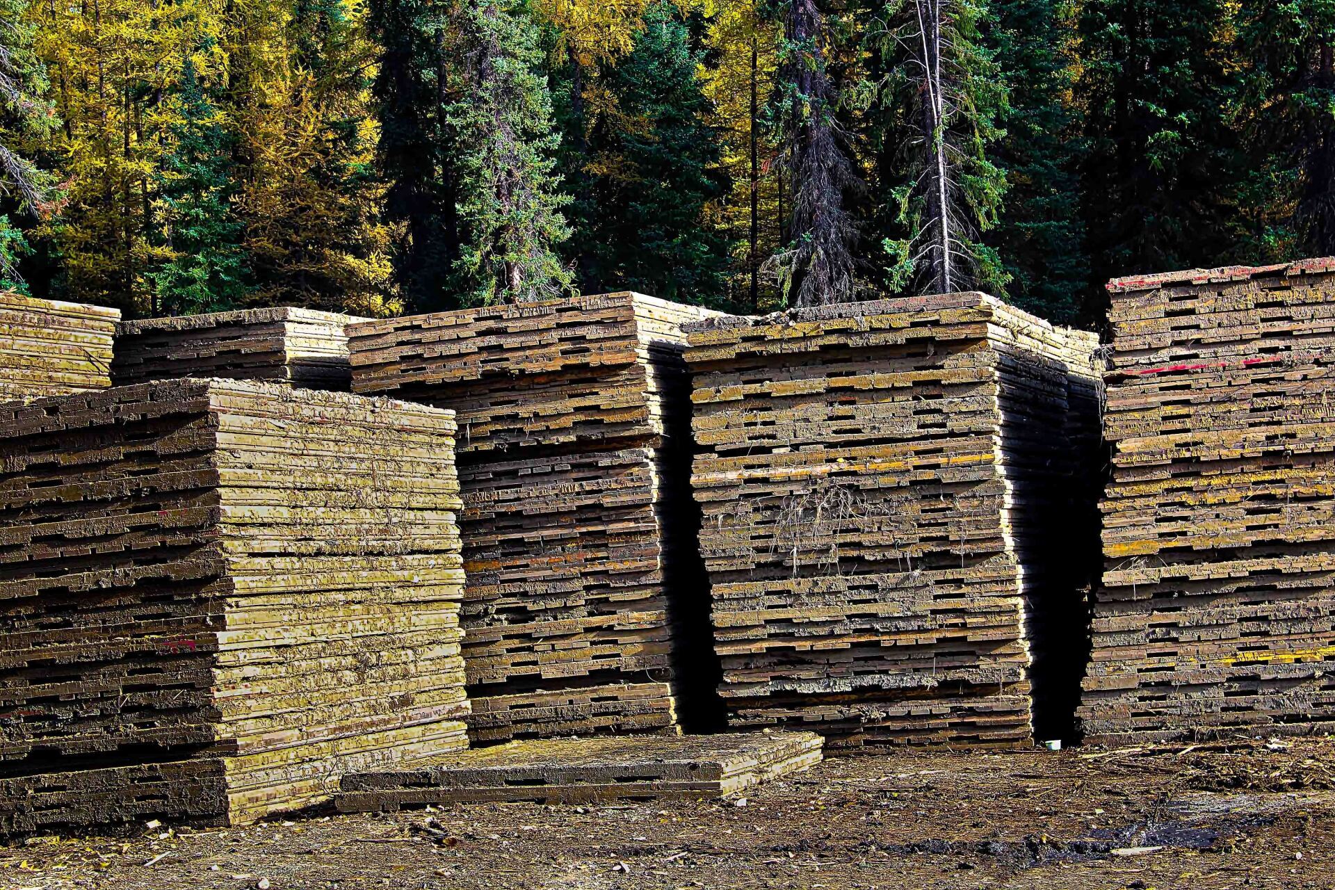 Stacks of weathered lumber, outdoors, with a forest background.