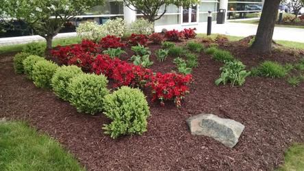 A landscaped garden bed with green shrubs, red flowers, and brown mulch; a large stone sits in the foreground.