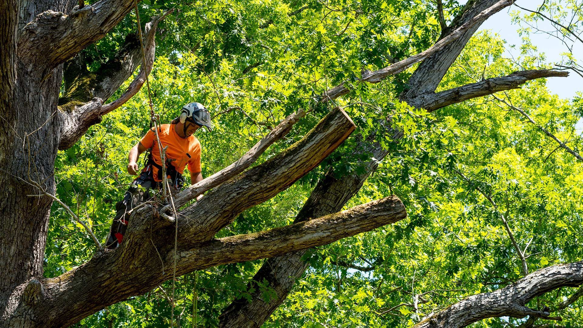 Worker in orange gear trimming a tree branch with a chainsaw amid green foliage