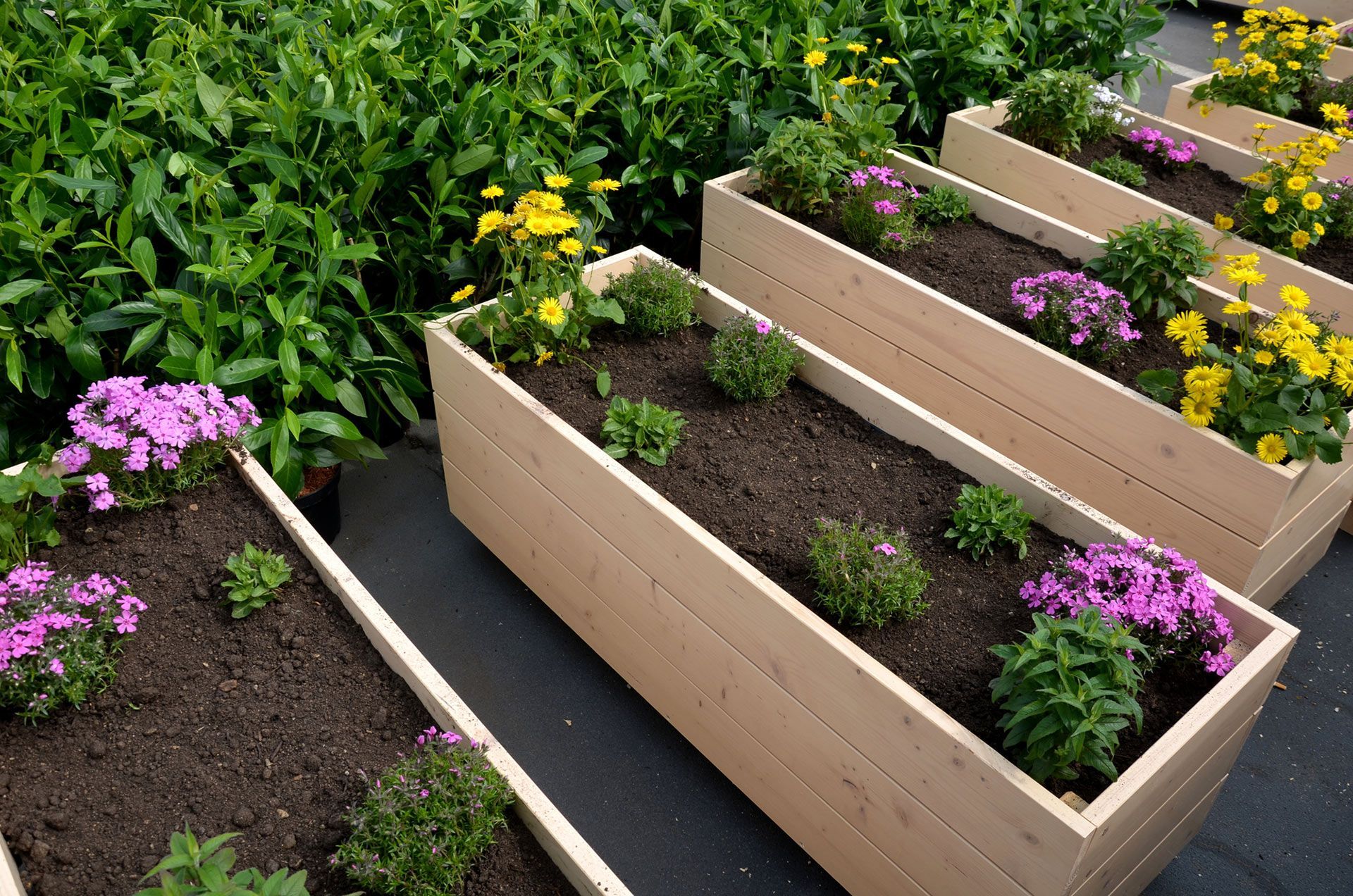Raised garden beds with blooming flowers and green plants beside a lush hedge