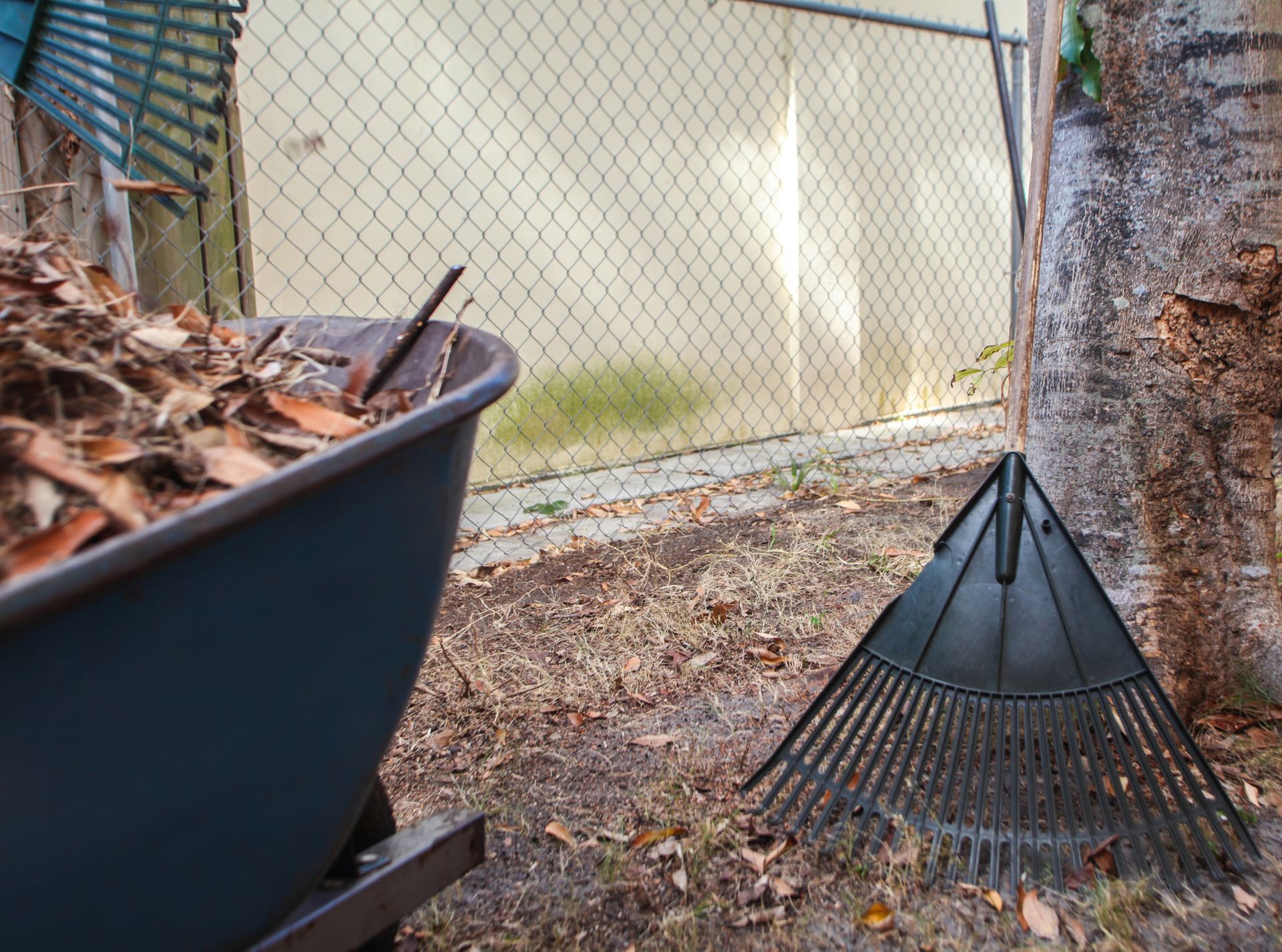 Rake leaning against a tree beside a leaf-filled bin in a fenced yard